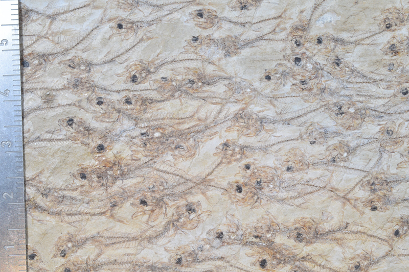 A detailed view of the fossilized fish.